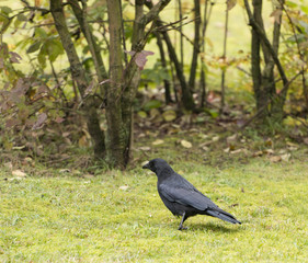 Fototapeta premium Aaskrähe (Corvus corone)