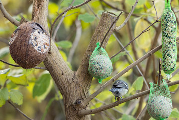 Kohlmeise (Parus major)