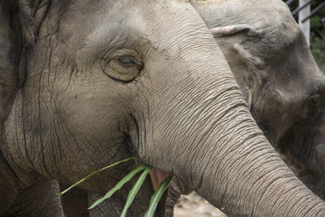 Elephant eating grass, big animal closeup