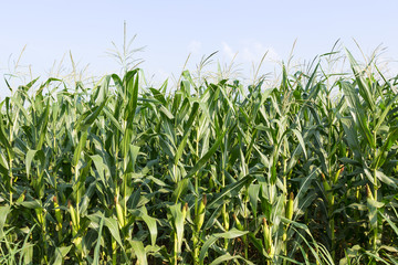 Closeup Corn on the stalk