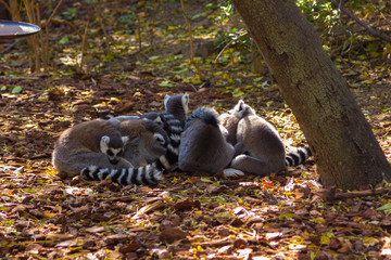 Ring Tailed Lemur or white front (Lemur catta)