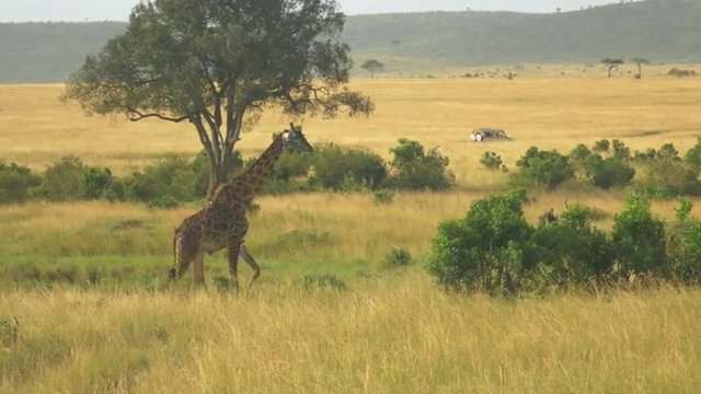 AERIAL SLOW MOTION: African wildlife and game drive in Kenya
