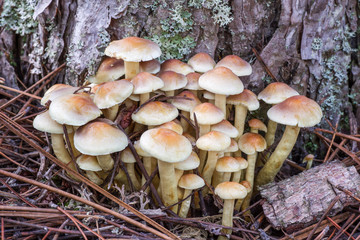 Hypholoma fasciculare. Hifoloma de láminas verdes, en tronco de pino cortado.