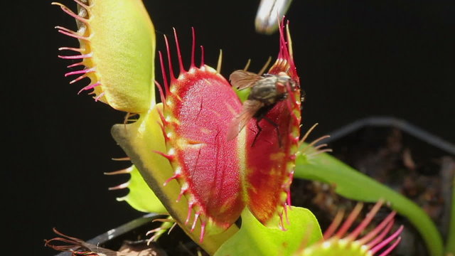 Carnivorous plant catching a fly