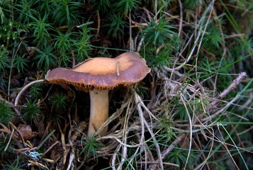Champignons