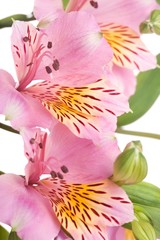 Obraz na płótnie Canvas Macro shot of a pink flowers, isolated on white