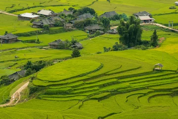 Foto auf Acrylglas Mu Cang Chai Schöne Landschaft Grünes terrassiertes Reisfeld in Mu cang chai, V