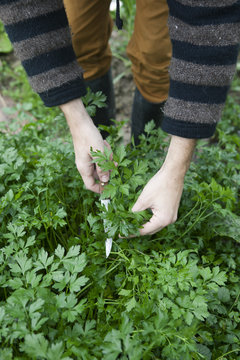 Person picking fresh parsley from the vegetable garden