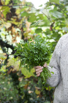 Person holding a bunch of freshly picked parsley
