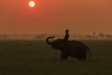 silhouette action of elephant in Surin province, thailand
