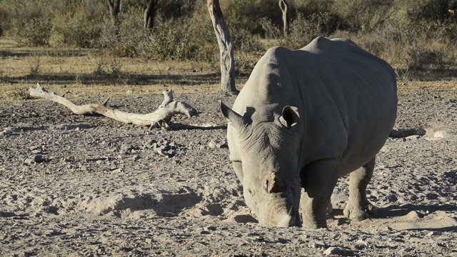 African White Rhinoceros or Square-lipped Rhinoceros (Ceratotherium simum) close-up in high definition footage with slow zoom out