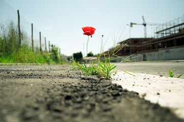 Poppy flower in the concrete: mother nature always wins concept