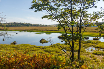 Wetlands of the plateau in Japan.Yellow grass.Sky reflected