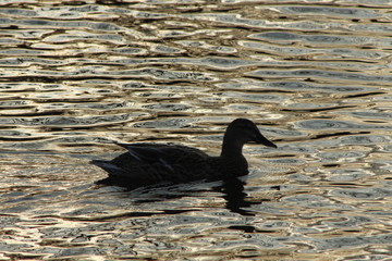 Canard Colvert sur le Canal de la Deûle