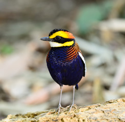 A male Banded Pitta (Pitta guajana), in nature, in Thailand
