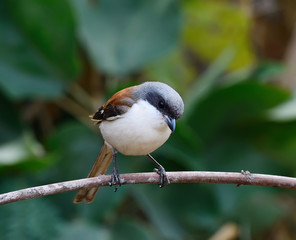 Beautiful brown bird, Burmese Shrike (Lanius collurioides)