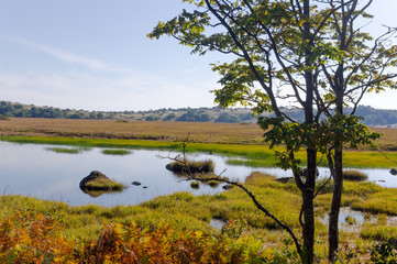 Wetlands of the plateau in Japan.Yellow grass.Sky reflected