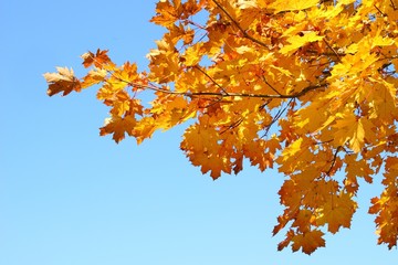 Leaves on branch in autumn