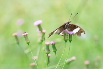 Butterfly on the Little Ironweed  Flower.