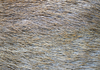 genuine leather skin of deer closeup side and breast profile