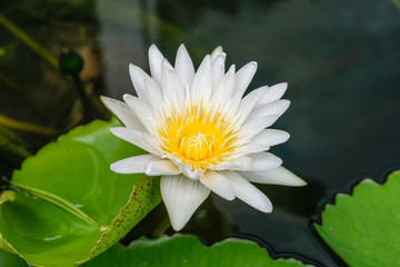 White lotus flower