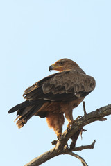 Tawny Eagle
