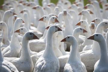 Obraz premium Zucht gänse