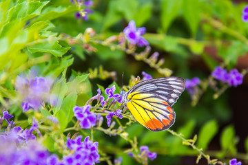 butterfly on flower -Blur flower background