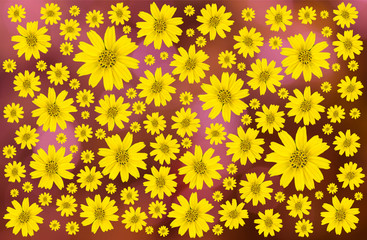 Field of yellow SINGAPORE daisy flowers top bird eyes view 
