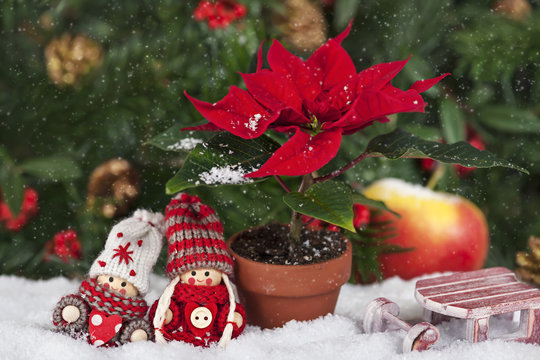 Weihnachtliches Arrangement mit zwei Wichtelmännchen und rotem Weihnachtsstern  im Schnee