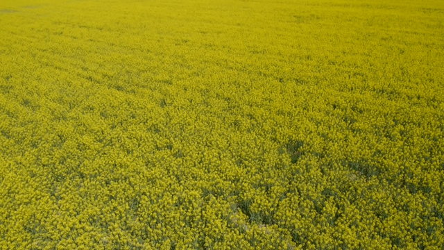 AERIAL: Brassica rapa field