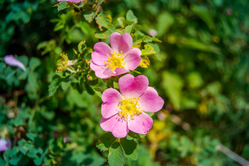 small pink roses on a bush