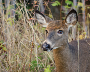 Cerf de Virginie femelle