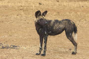 African Wild Dog