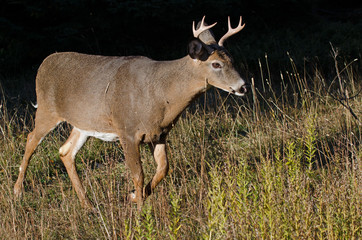 Cerf de Virginie mâle