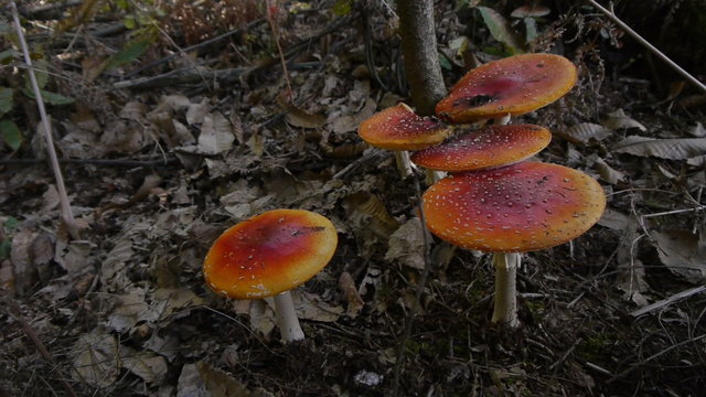 DOLLY: Mushrooms