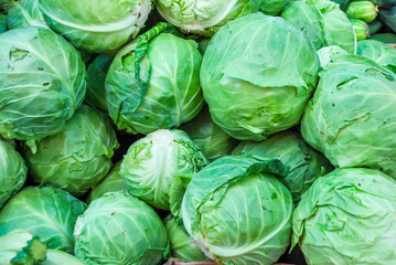 Fototapeta premium Fresh green cabbages as background
