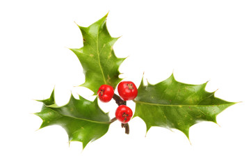 Sprig of Holly