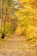 footpatyh in fall forest