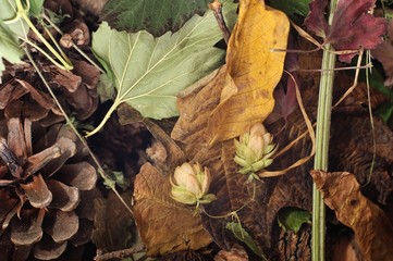 autumn texture/texture autumn foliage nature background for scrap booking