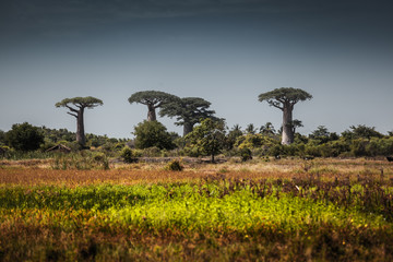 Madagascar. Baobab trees