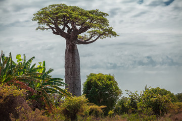 Madagascar. Les baobabs