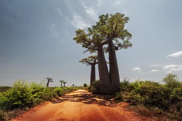 Crédence de cuisine en verre imprimé Baobab Madagascar. Les baobabs