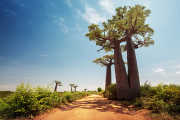 Madagascar. Les baobabs