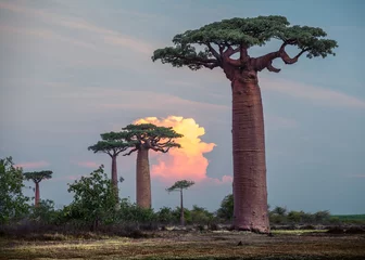Zelfklevend Fotobehang Baobab Madagascar. Baobab bomen