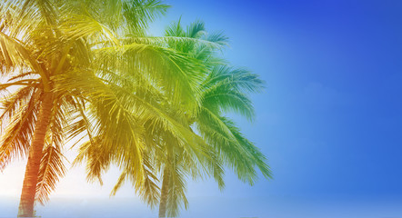 Fototapeta na wymiar Natural background of coconut tree in fresh colourful summer feeling