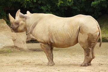 Nosorożec afrykański w Zoo w Dvur Kralowe (Czechy). © Dariusz Skoczeń