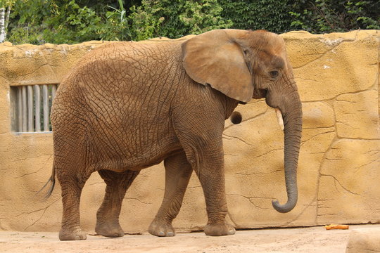 Fototapeta Słoń afrykański w Zoo w Dvur Kralowe (Czechy).