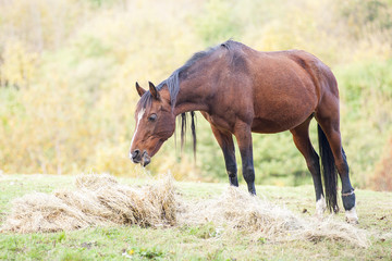 Fototapeta premium Beautiful Horse