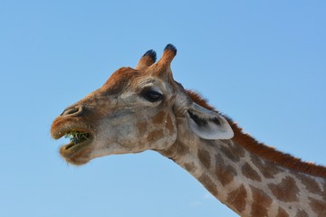 Obraz premium Portait einer Steppengiraffe (giraffa camelopardalis) im Etosha Nationalpark